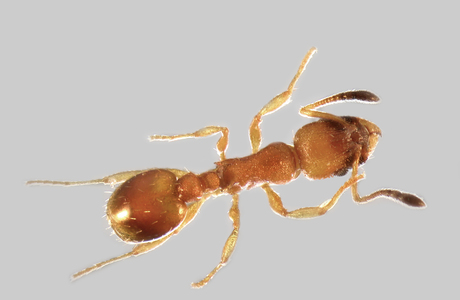 Querfleck-Schmalbrustameise  (Temnothorax interruptus) - © Hannes Müller